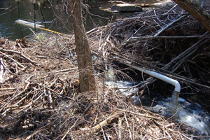 The installed beaver baffle