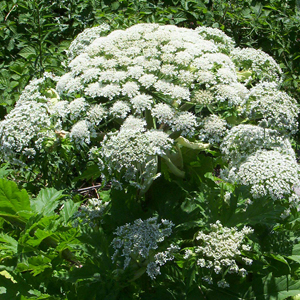Giant Hogweed.