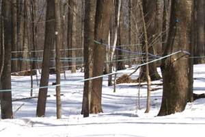 The sugar bush vacuum lines